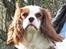 Cavalier king charles spaniel Thyholm´s Otilia - Tilde - Tilde april 2011 - klar til at flytte hjem til Vibeke