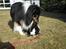 Shetland sheepdog coco - Coco siger dav til min kanin supermand