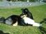 Shetland sheepdog coco