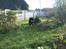 Blanding af racer Hunden ( rotte/cc )