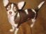 Chihuahua Püppi