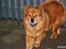 Chow chow Revel's Don Juan - ´Hvad laver du Amalie?´