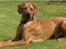 Rhodesian ridgeback       "Bhara Bhara" Jengo - 9½ måned