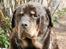 Rottweiler Ozzy *R.I.P* - 2011
