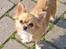 Chihuahua kiki