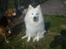 Samojedhund Jago007*i looove my self*