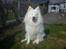 Samojedhund Jago007*i looove my self*