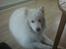 Samojedhund Jago007*i looove my self*