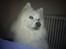 Samojedhund Jago007*i looove my self*