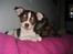 Chihuahua Püppi
