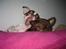 Chihuahua Püppi