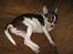 Chihuahua Püppi