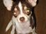 Chihuahua Püppi