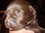 Labrador retriever Lablunas AttraktiveAlbert