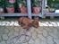 Labrador retriever Lablunas AttraktiveAlbert