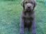 Labrador retriever Lablunas AttraktiveAlbert