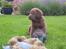Labrador retriever Lablunas AttraktiveAlbert
