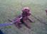 Labrador retriever Lablunas AttraktiveAlbert