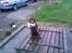 Labrador retriever Lablunas AttraktiveAlbert