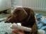 Labrador retriever Lablunas AttraktiveAlbert