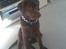 Labrador retriever Lablunas AttraktiveAlbert