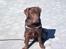 Labrador retriever Lablunas AttraktiveAlbert
