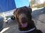 Labrador retriever Lablunas AttraktiveAlbert