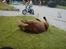 Labrador retriever Lablunas AttraktiveAlbert
