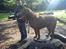 Labrador retriever Lablunas AttraktiveAlbert