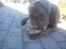 Labrador retriever Lablunas AttraktiveAlbert