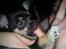 Chihuahua Nahla - hun har en ting med at sutte på tommeltot :p