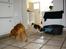 Cocker spaniel Balou - Nuser og Balou får morgenmad