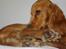 Cocker spaniel Balou