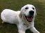 Golden retriever Summer