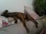 Whippet Miskha