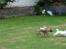 Whippet Miskha