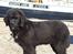 Newfoundlænder Aslan (Newf-line) - Skibshund d;
