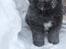 Newfoundlænder Aslan (Newf-line) - Første sne :D