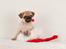 Mops Baloo The MOPPALOO