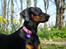 Dobermann GOF Fearless Fiona