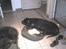 Rottweiler Ozzy *R.I.P* - Varmer lige mine poter i Husky´s kurv