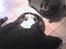 Rottweiler Ozzy *R.I.P* - Varmer poter i husky´s kurv