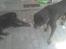 Rottweiler Ozzy *R.I.P* - Yang og Ozzy sommer 2009