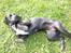 Blanding af racer Maggie - Absolutte yndlings stilling :O)