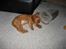 Blanding af racer Nala