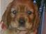 Blanding af racer Nala