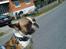 Fransk bulldog Van Disel