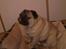 Mops Elvis