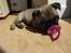 Mops Ziggy<3