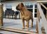 Bullmastiff Simba - April 2011